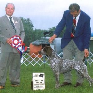 BIS - Day 2, German Shorthair Pointer