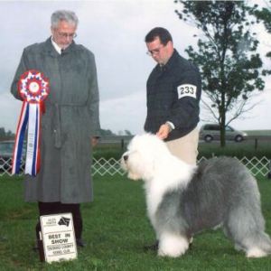 BIS - Day 3, Old English Sheepdog
