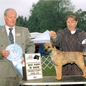 BPIS - Day 1, Border Terrier