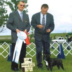BPIS - Day 2, French Bulldog