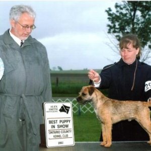 BPIS - Day 3, Border Terrier