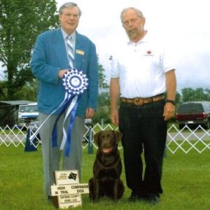 HIT - 2, Labrador Retriever