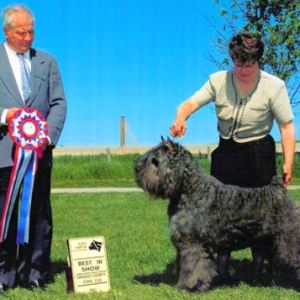 BIS - Day 3, Bouvier des Flandres