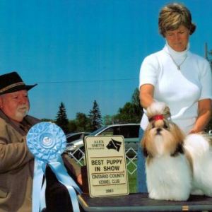 BPIS - Day 1, Shih Tzu