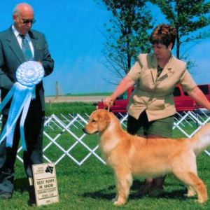 BPIS - Day 2, Golden Retriever