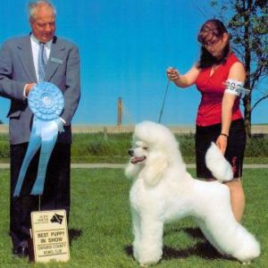 BPIS - Day 3, Standard Poodle