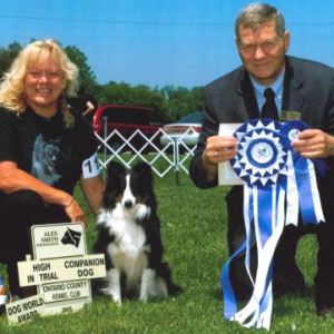 HIT - 2, Shetland Sheepdog