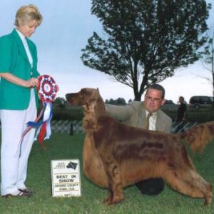 BIS - Day 1, Irish Setter
