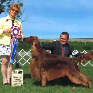 BIS - Day 2, Irish Setter