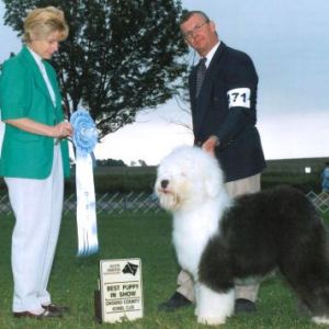 BPIS - Day 1, Old English Sheepdog