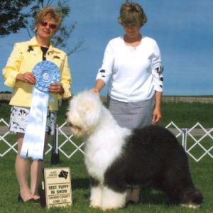 BPIS - Day 2, Old English Sheepdog