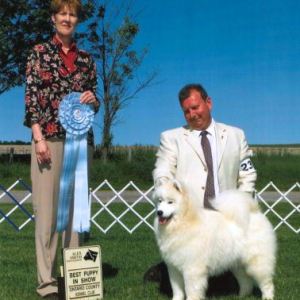 BPIS - Day 3, Samoyed