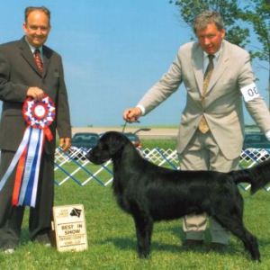BIS - Day 2, Flat Coated Retriever