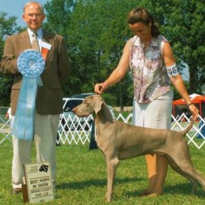 BPIS - Day 3, Weimaraner