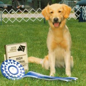 HIT - 1, Golden Retriever