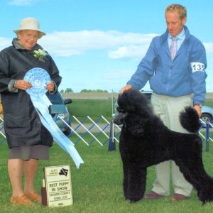 BPIS - Day 3, Standard Poodle
