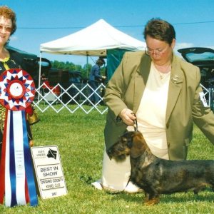 BIS - Day 1, Std. Wirehaired Dachshund