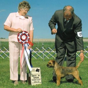 BIS - Day 3, Border Terrier