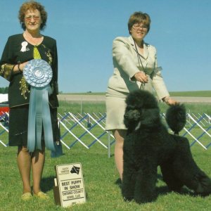 BPIS - Day 1, Standard Poodle