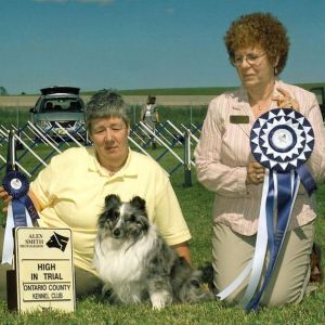 HIT - 2, Shetland Sheepdog