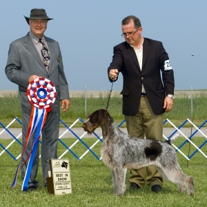 BIS - Day 1, German Wirehaired Pointer