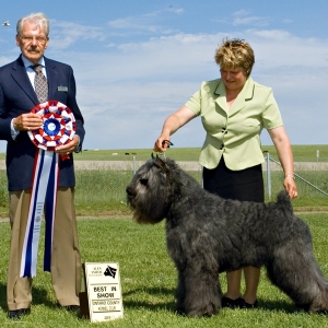 BIS - Day 3, Bouvier des Flandres