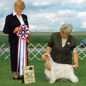 BIS - Day 1, English Cocker Spaniel
