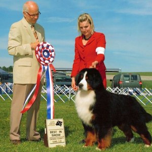 BIS - Day 3, Bernese Mtn Dog