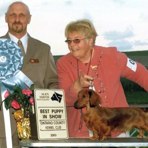 BPIS - Day 2, Dachshund Mini Long