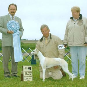 BPIS - Day 2, Whippet