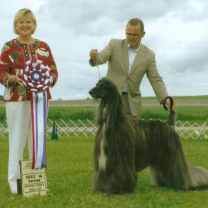 BIS - Day 3, Afghan Hound