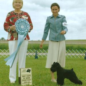 BPIS - Day 3, Miniature Schnauzer