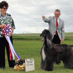 BIS - Day 3, Afghan Hound