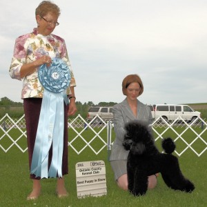 BPIS - Day 1, Miniature Poodle