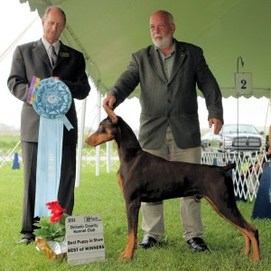 BPIS - Day 2, Doberman Pinscher