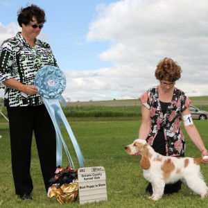 BPIS - Day 3, English Cocker Spaniel