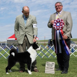 BIS - Day 1, Karelian Bear Dog
