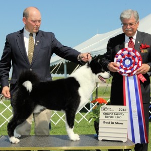 BIS - Day 3, Karelian Bear Dog