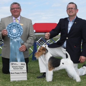 BPIS - Day 1, Wire Fox Terrier