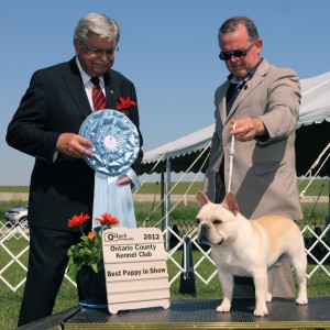 BPIS - Day 3, French Bulldog