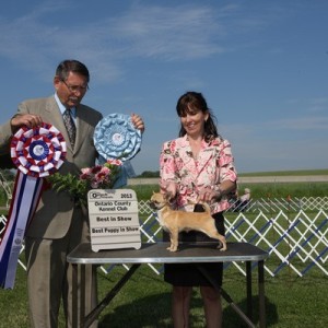 Best in Show and Best Puppy in Show 2013