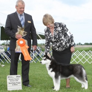 Best Baby Puppy in Show - Day 1, Siberian Husky