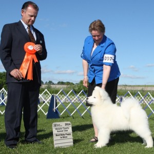 Best Baby Puppy in Show - Day 2, Samoyed