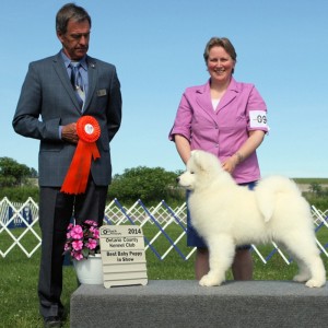 Best Baby Puppy in Show - Day 3, Samoyed