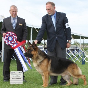 Best in Show - Day 1, German Shepherd Dog