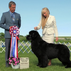 Best in Show - Day 3, Newfoundland