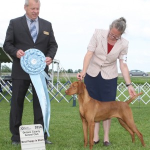 Best Puppy in Show - Day 1, Vizsla