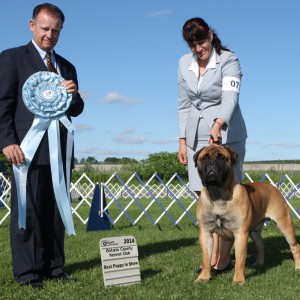 Best Puppy in Show - Day 2, Bullmastiff