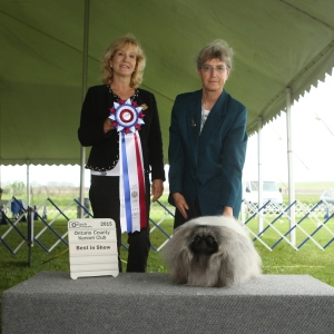 Best in Show Day 1 - Pekingese
