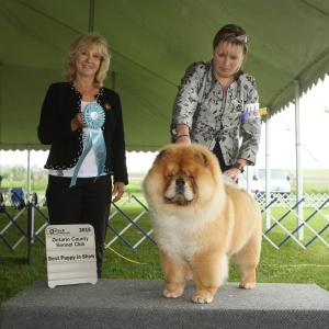 Best Puppy in Show Day 1 - Chow Chow